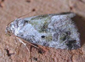 Black-dotted Maliattha